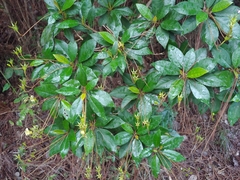Gesneria pedunculosa