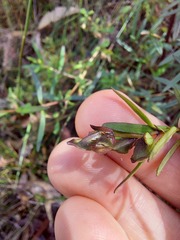 Prostanthera linearis