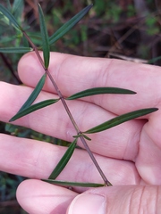 Prostanthera linearis