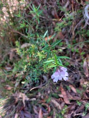 Prostanthera linearis