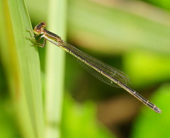 Agriocnemis argentea