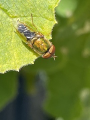 Stratiomyini