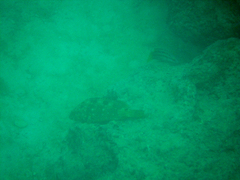 Epinephelus labriformis