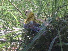 Platycercus adscitus