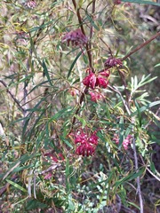 Grevillea diffusa