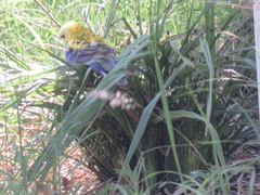 Platycercus adscitus