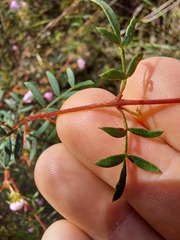 Boronia floribunda