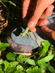 Bronchocela jubata