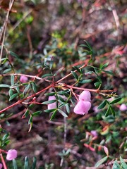 Boronia floribunda