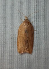 Epiphyas postvittana