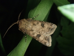 Agrotis segetum