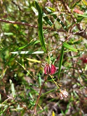 Grevillea diffusa