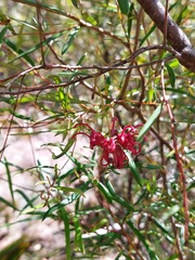 Grevillea diffusa