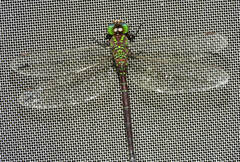 Coryphaeschna