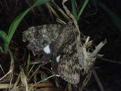Catocala actaea