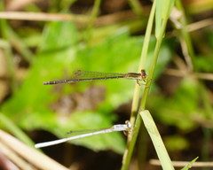 Agriocnemis argentea