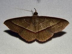 Eulepidotinae
