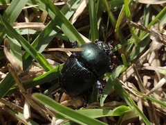 Geotrupes splendidus