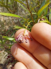 Grevillea diffusa
