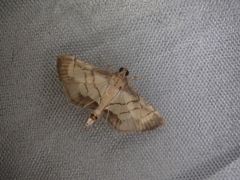 Cnaphalocrocis stereogona