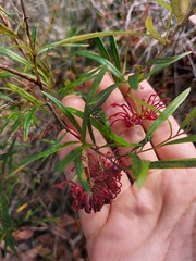 Grevillea diffusa