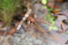 Vernonia blodgettii