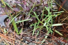 Vernonia blodgettii