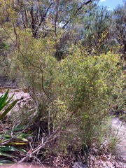 Grevillea diffusa