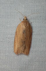 Epiphyas postvittana