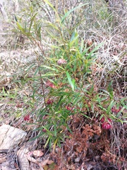 Grevillea diffusa