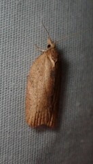 Epiphyas postvittana