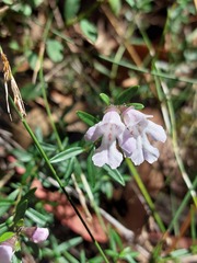 Prostanthera linearis