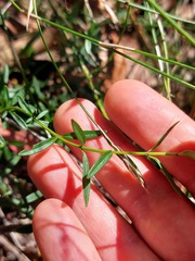 Prostanthera linearis