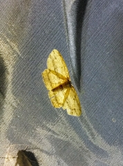 Euphalacra semisecta