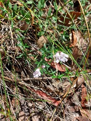 Prostanthera linearis