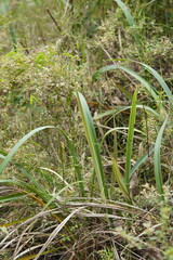 Dianella tasmanica