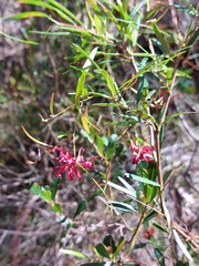 Grevillea diffusa