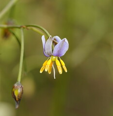 Dianella tasmanica