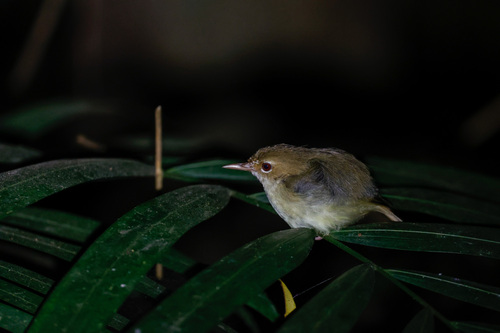 Beccarisericornis (Sericornis beccarii)