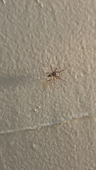 Steatoda nobilis