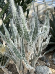 Cephalocereus senilis