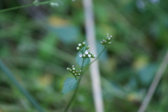 Fleischmannia pycnocephala