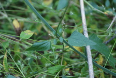 Fleischmannia pycnocephala