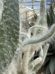 Cephalocereus senilis