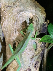 Bronchocela jubata