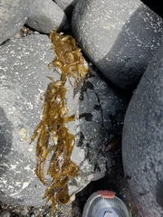 Desmarestia ligulata