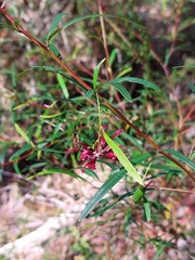 Grevillea diffusa