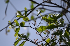 Phoradendron piperoides