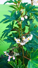 Begonia acerifolia