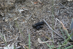 Bassariscus